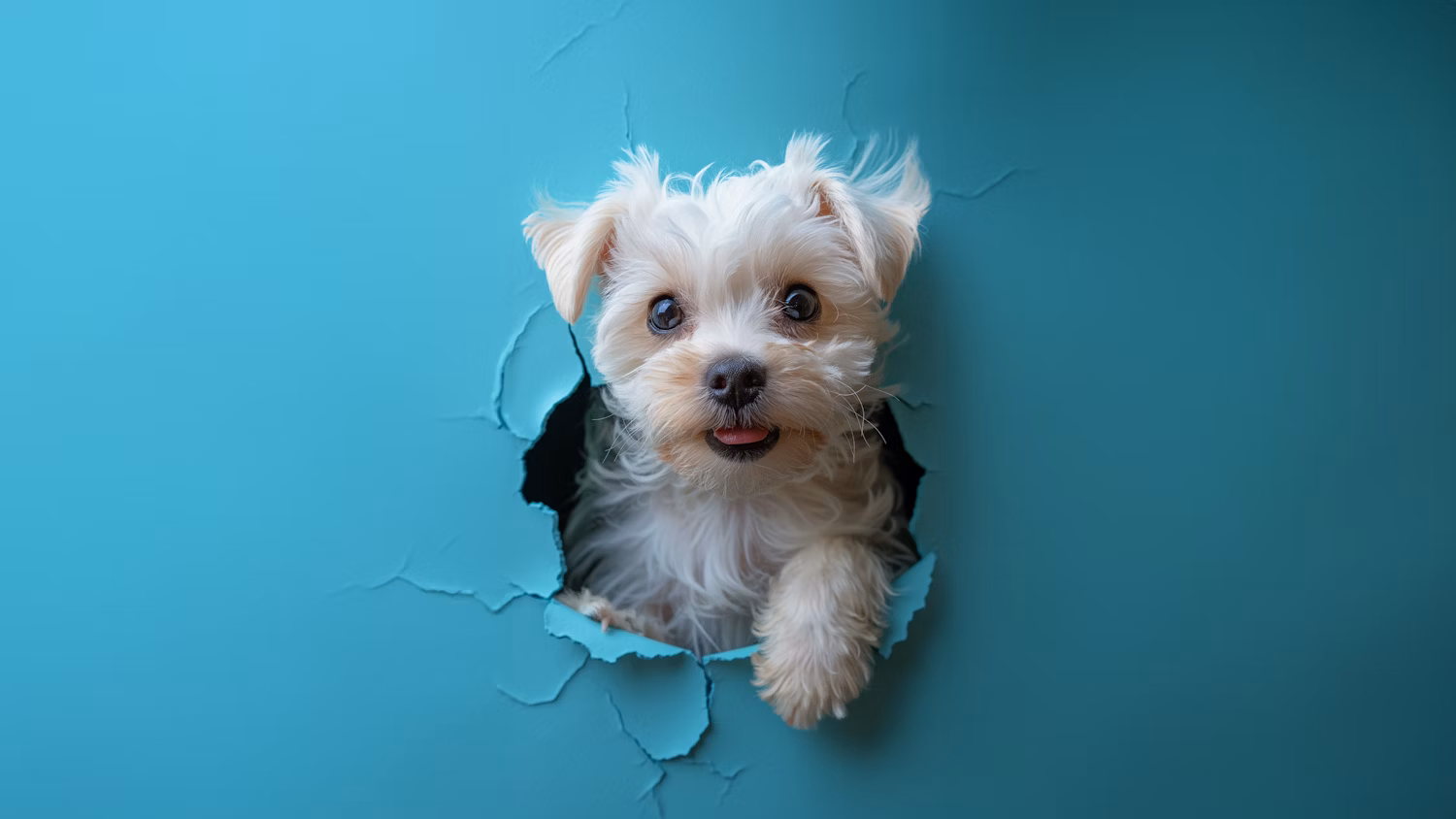 cute dog out of wall