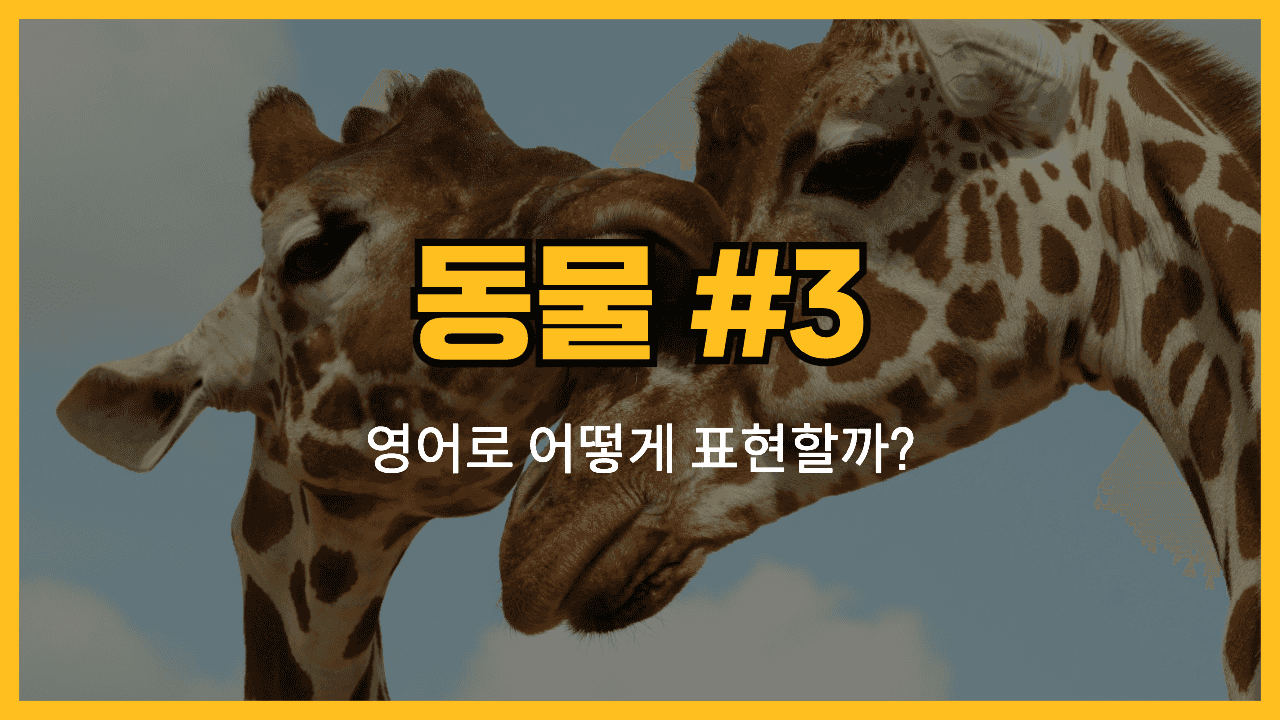 동물 관련 영어 표현 썸네일