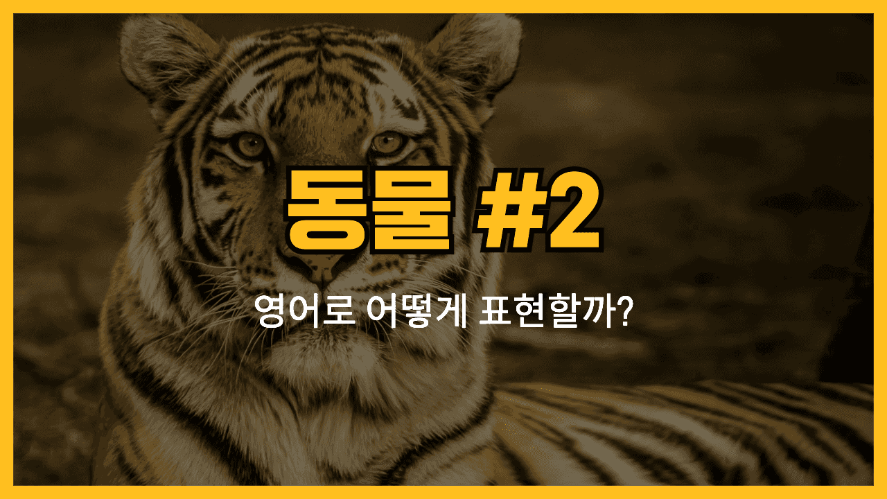 동물 관련 영어 표현 썸네일