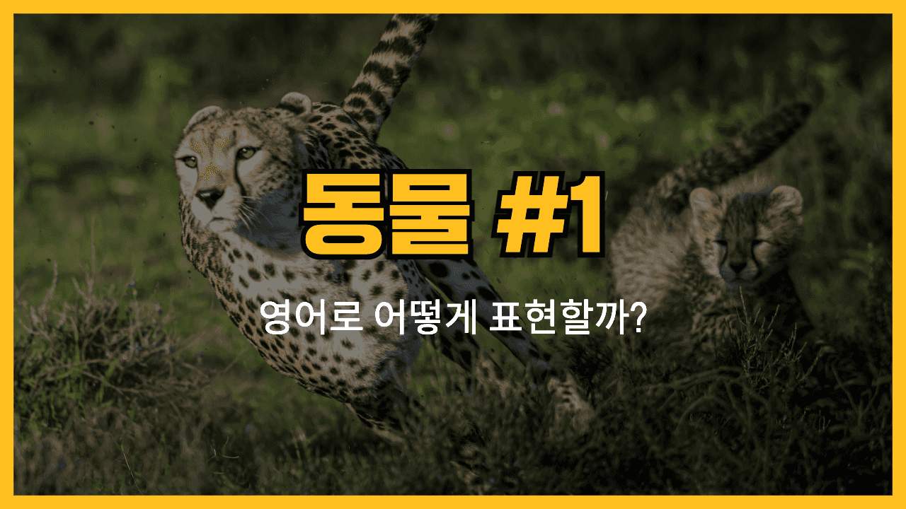 동물 관련 영어 표현 #1 썸네일