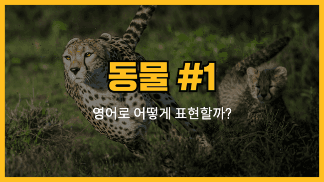 동물 영어표현 #4 썸네일