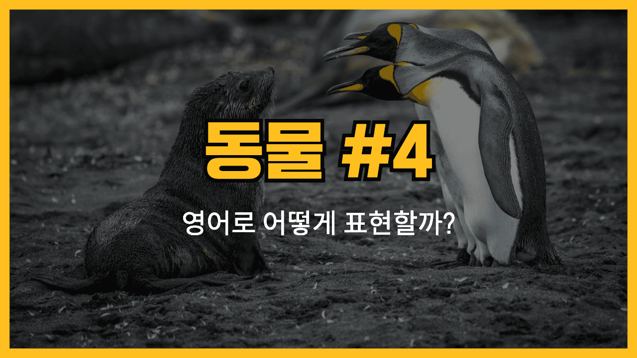 동물 관련 영어 표현 썸네일